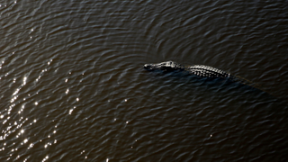 Sam Raimi and Alexandre Aja team up to fight a house full of alligators<em></em>